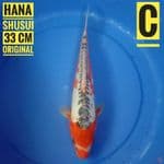 Hana shusui 33 cm