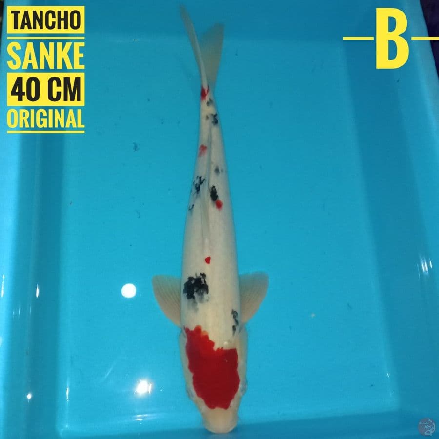 Tancho sanke 40 cm