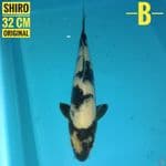 Shiro 32 cm