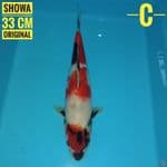 Showa 33 cm