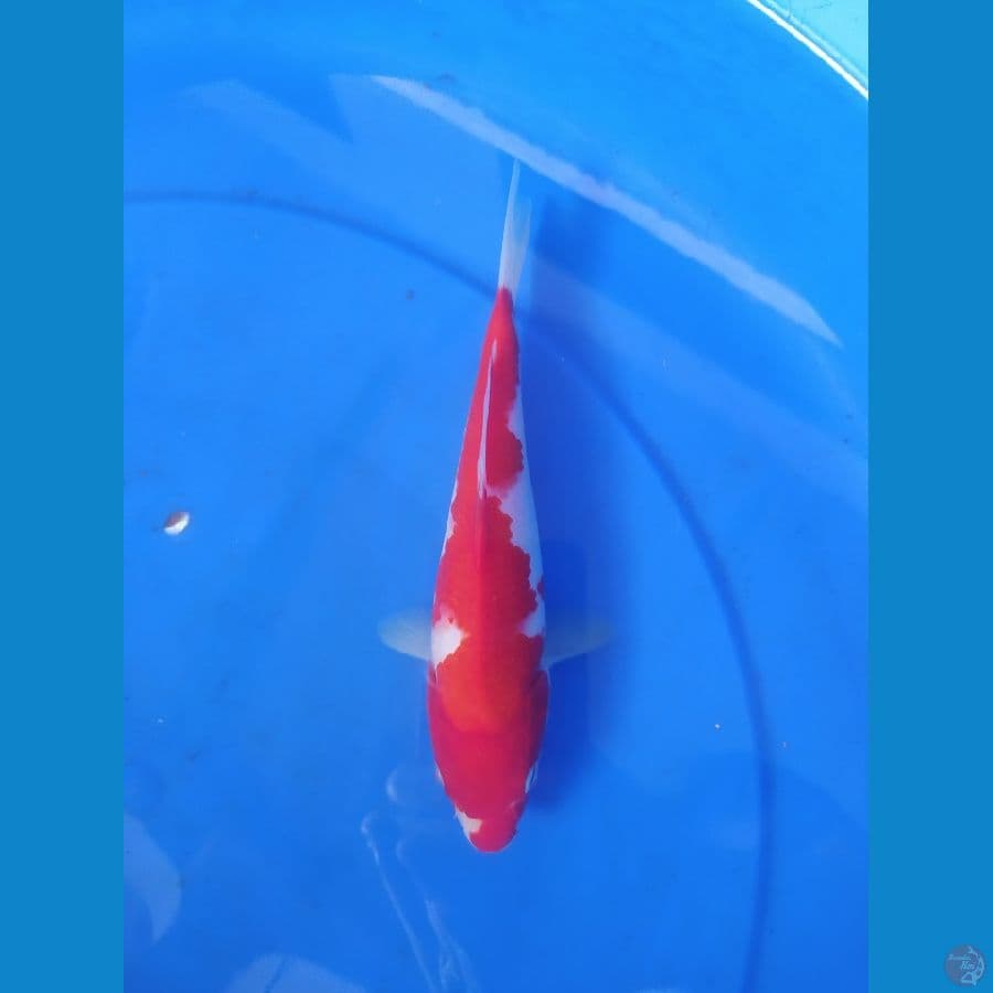 kohaku 25 CM