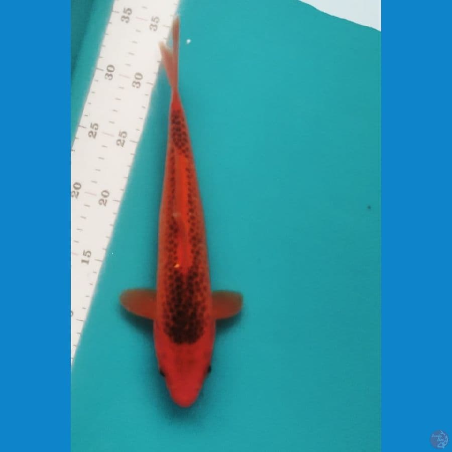 AKA MATSUBA 29CM MALE