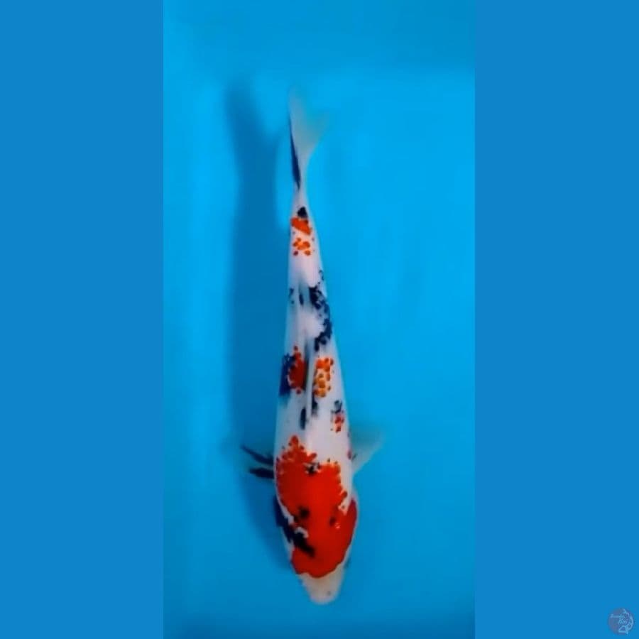 Kanoko showa 30 jantan
