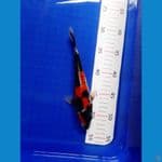# SHOWA 20cm M