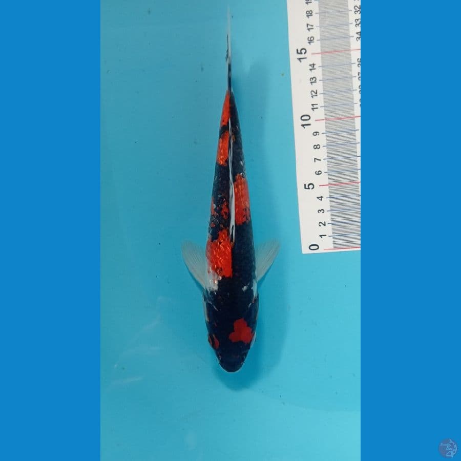 showa 26 cm