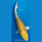 Yamabuki Ogon Tate SQ F29Cm