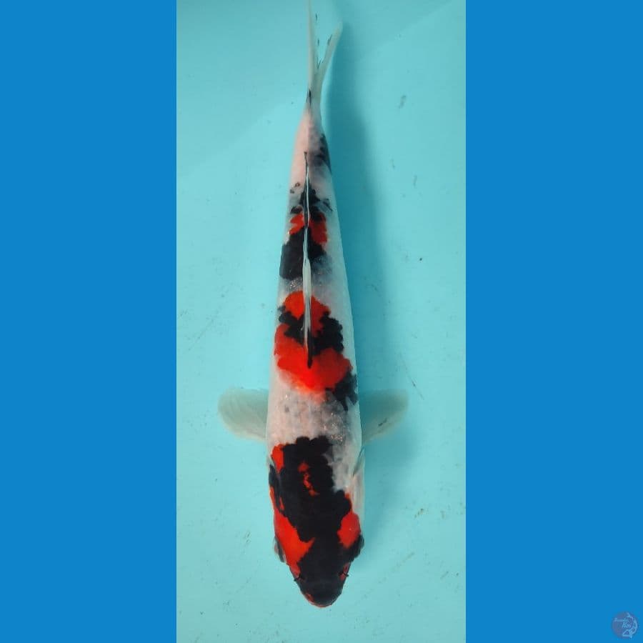 SHOWA 20 CM