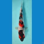 SHOWA 20 CM