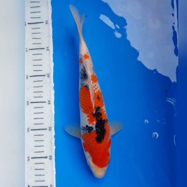 SANKE KANOKO MALE