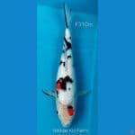 Sanke Kindai Ginrin F32Cm