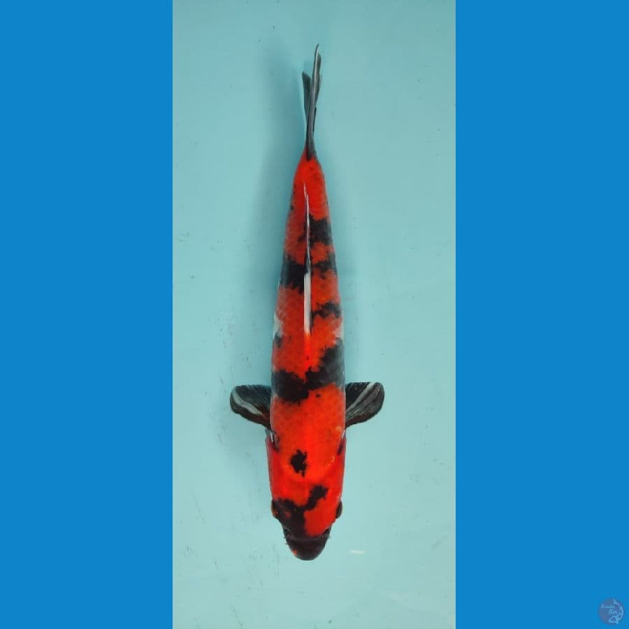 HI SHOWA 23 CM