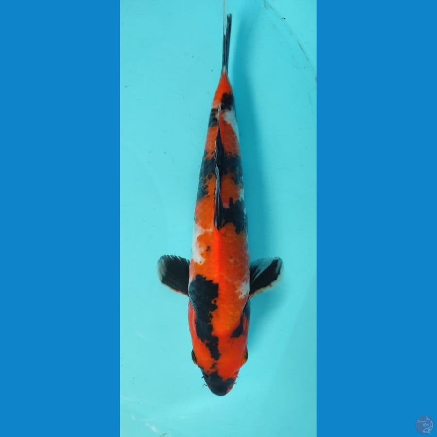 SHOWA 24 CM