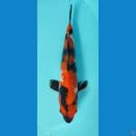 SHOWA 24 CM