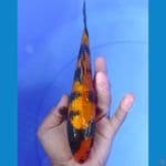 utsuri ginrin 23 cm