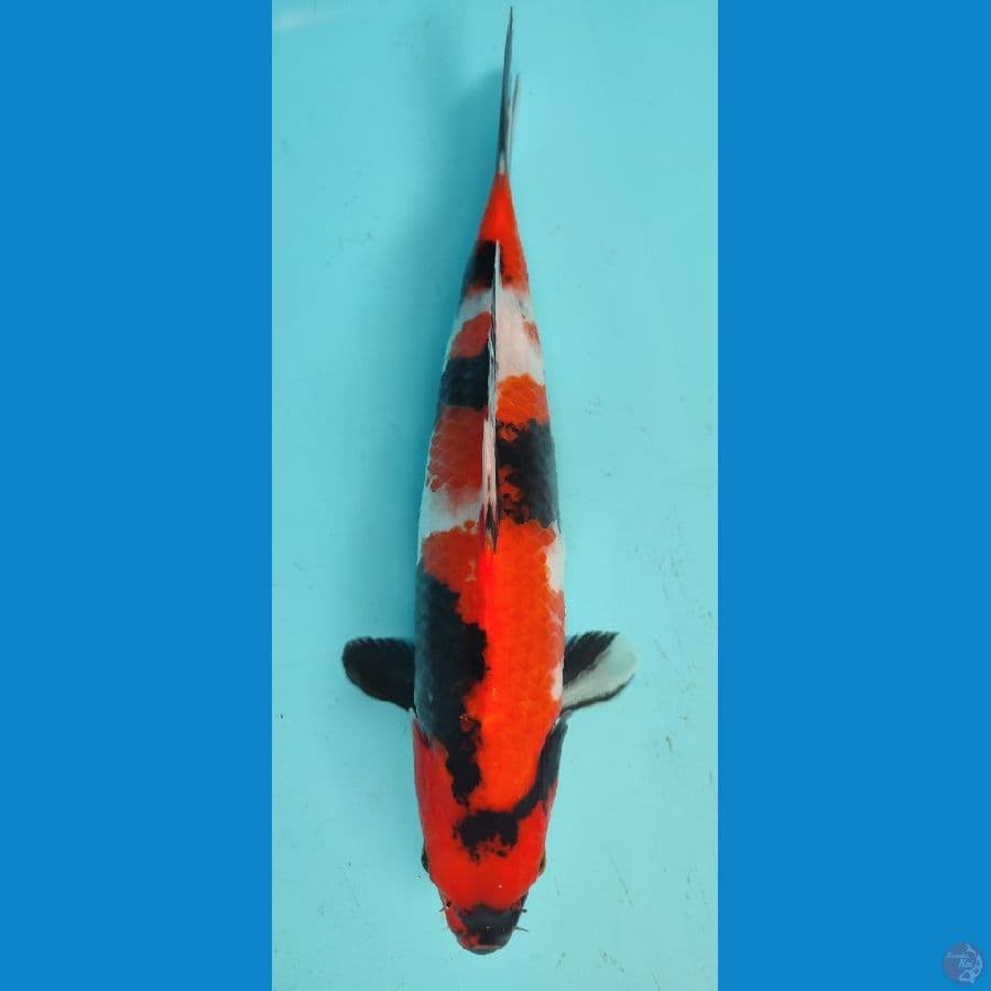 SHOWA 26 CM