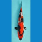 SHOWA 26 CM