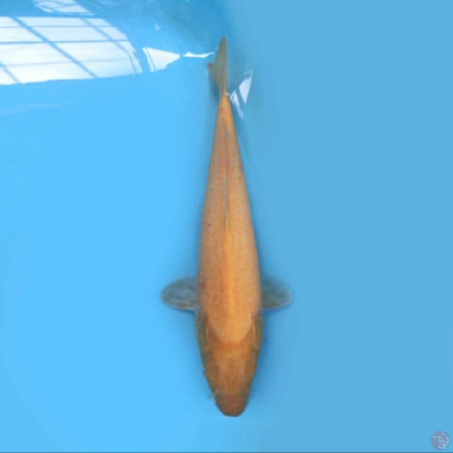 Karashi 44 cm
