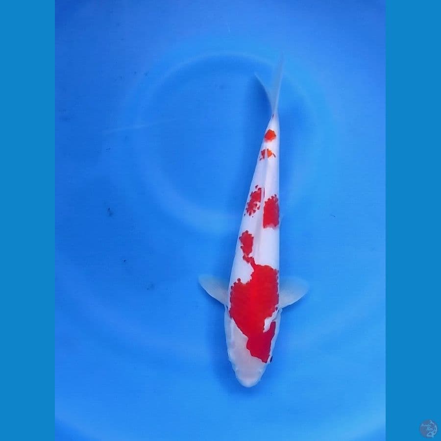Kanoko Kohaku 30CM Male