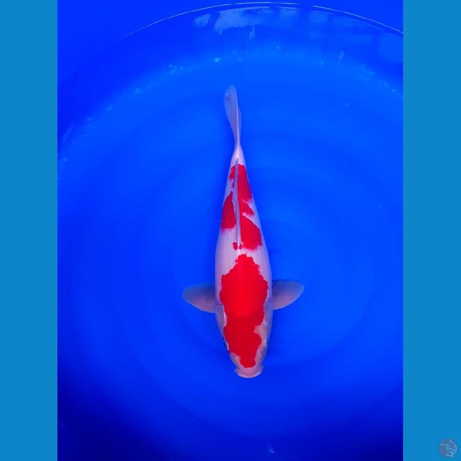 kuhaku super strong 35cm male original bodi badak 
