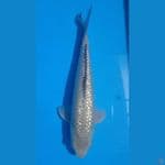 # GINRIN SORAGOI 27cm M