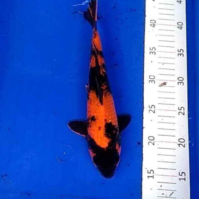 Utsuri