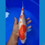 kohaku 33 cm