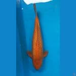 Red Karamel Ginrin 43cm Male