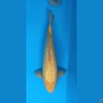 Karamel Ginrin 45cm Male