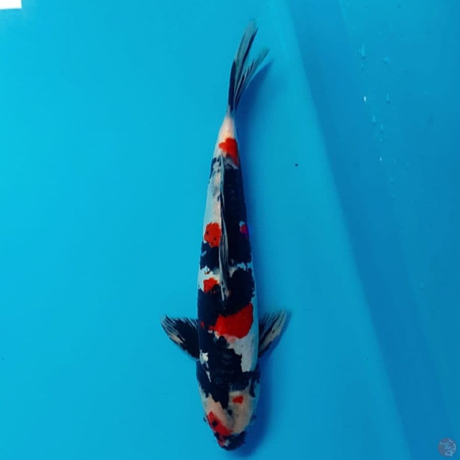 doitsu Showa 35cm