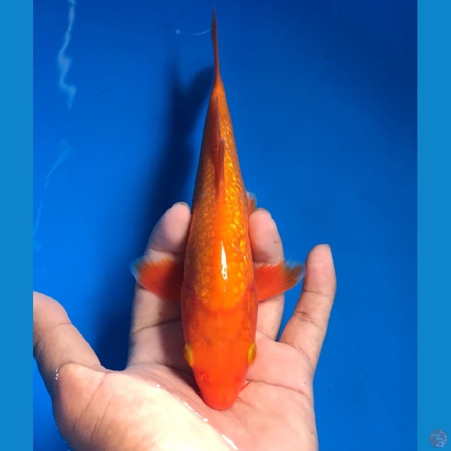 benigoi ginrin 21cm