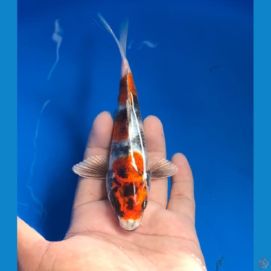 showa hikari 17cm