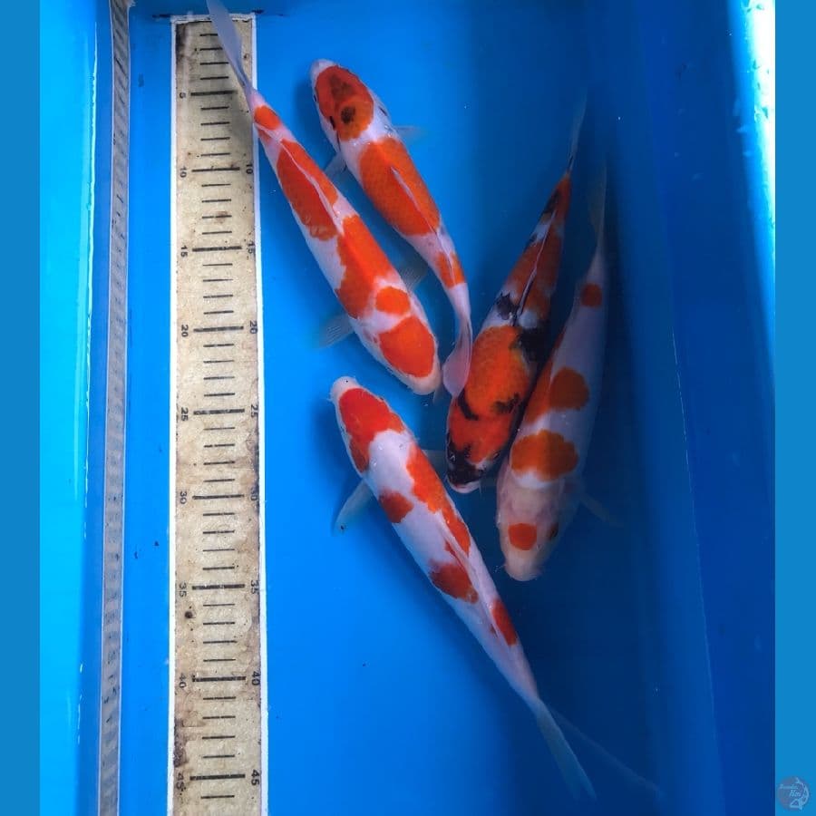 mix koi 25bu