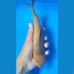 Super Caramel Ginrin 22Cm