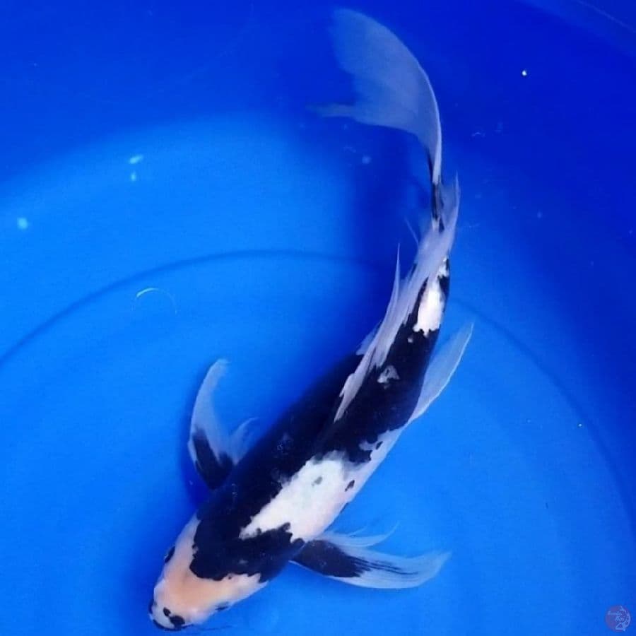 Kumpay shiro 39 cm female