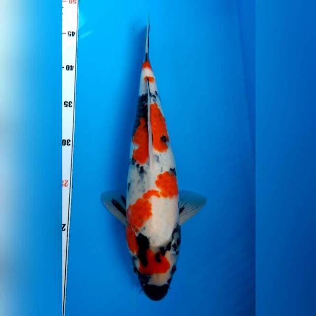 SHOWA MALE