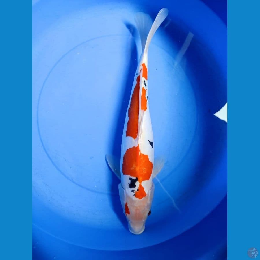 gen showa doitsu murni 50 cm jantan