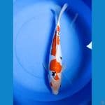 gen showa doitsu murni 50 cm jantan