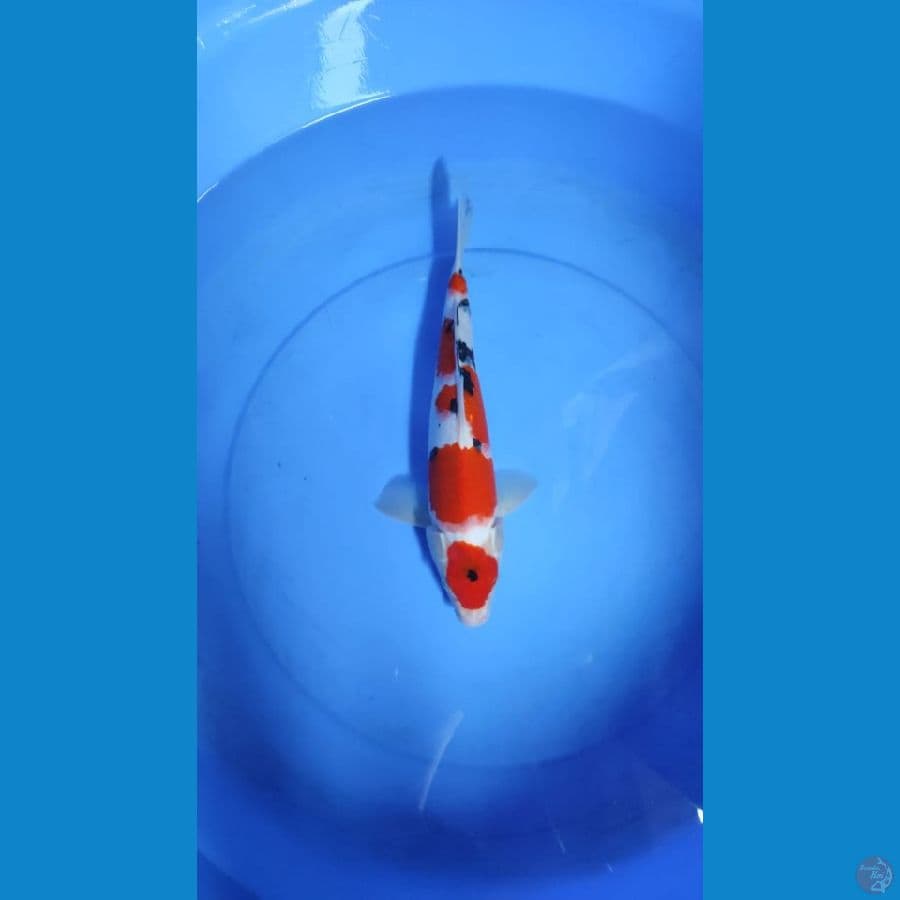 sanke jantan 33 cm original