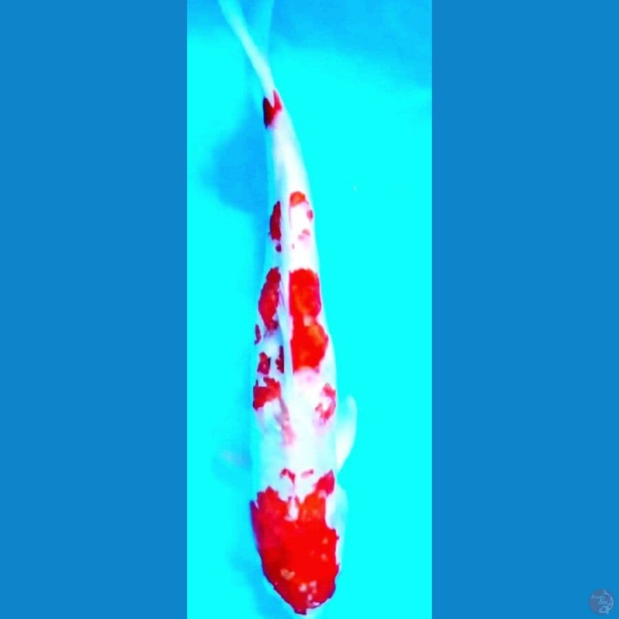 jumbo shanke sanshoku