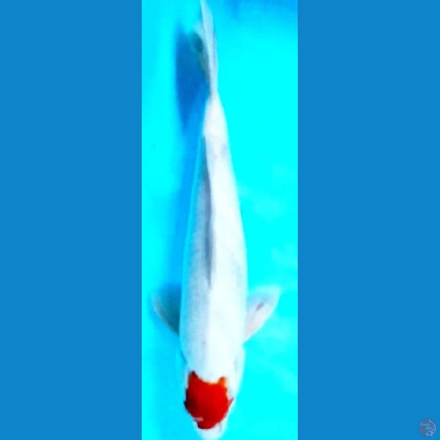 tanco kohaku