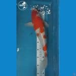kohaku - 37cm