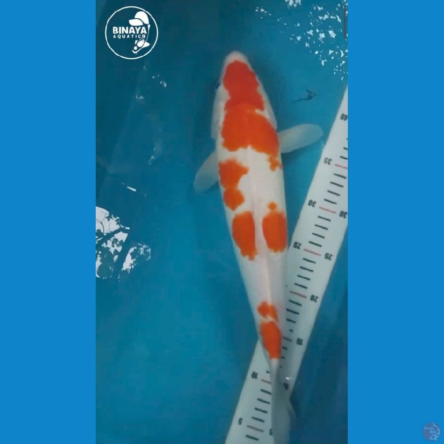 Kohaku - 39cm