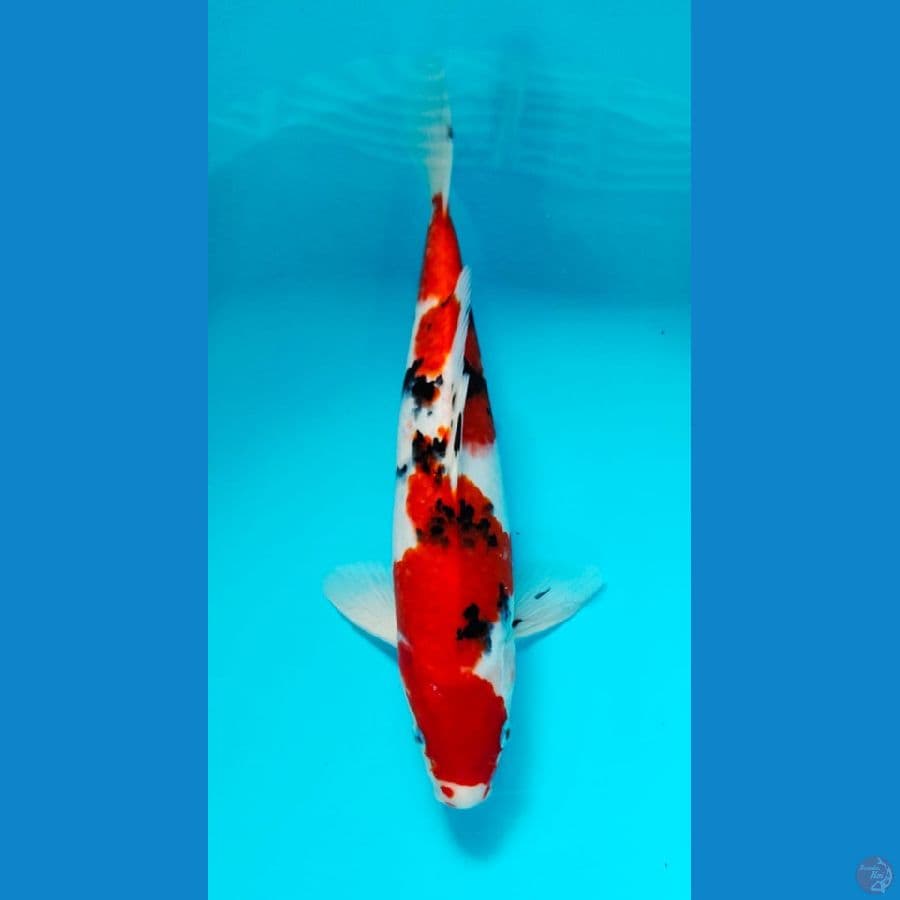 sanke male 32cm 