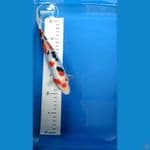 Sanke -22cm
