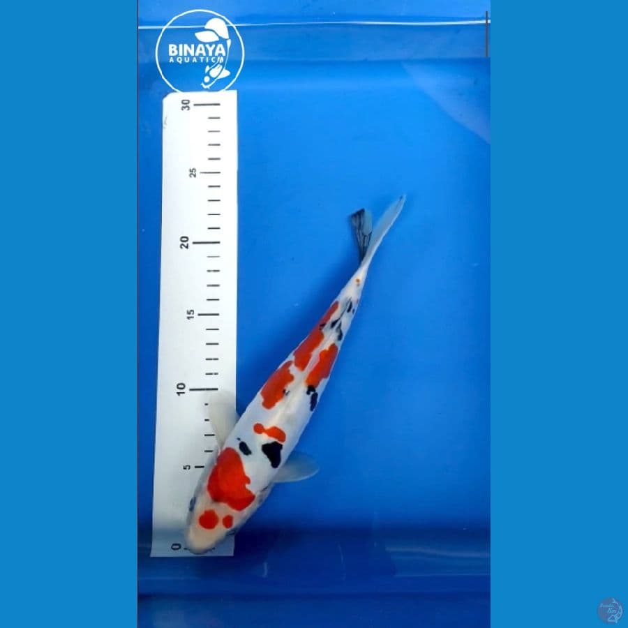 Sanke - 25cm