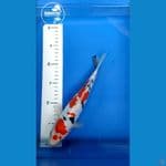 Sanke - 25cm