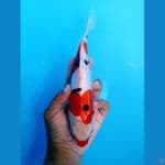 pure doitsu kucibeni sanke 25cm male