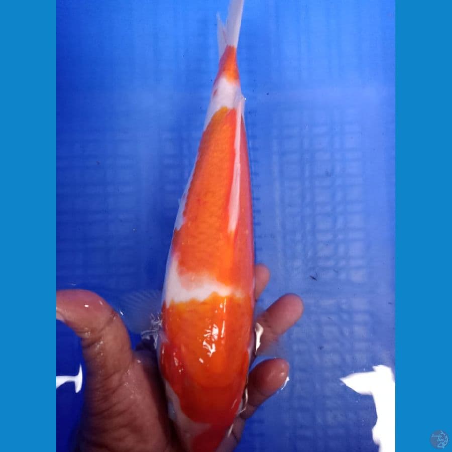 Kohaku 27 cm