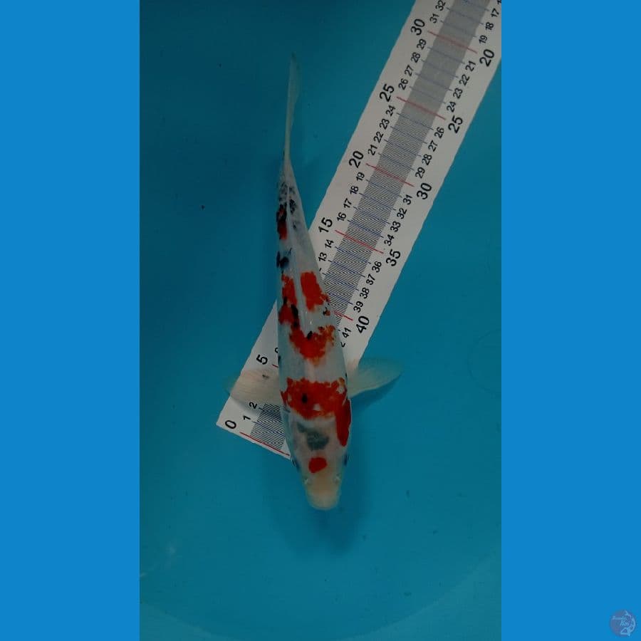 kindai showa tategoi 27 cm