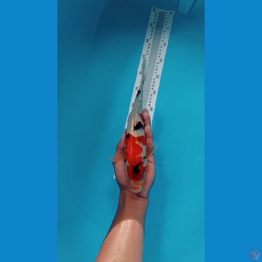 showa tategoi 25 cm